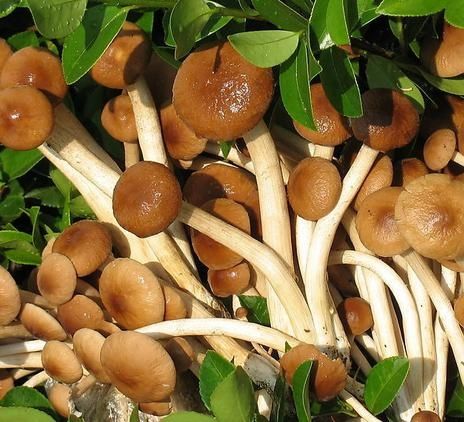 楊樹菇
